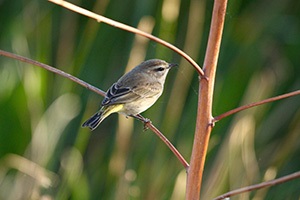 Small bird on a branch