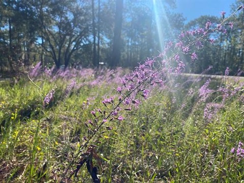 Purple wildflowers at Morningside