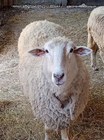 Sheep at Morningside