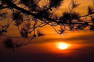 Long-leaf pine branches in the sunset