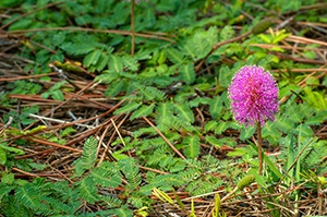 pitp-2024-09-mimosa.jpg