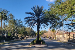 Trees on the side and center of the road in downtown Gainesville