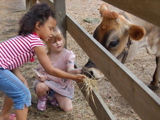 Kids feeding a cow