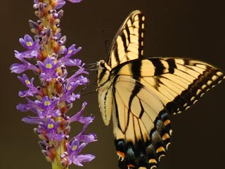 Butterfly with flower