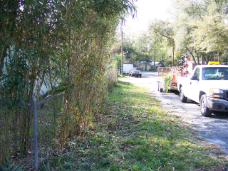 Side of road cleared of brush and branches