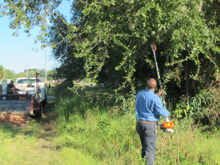 Man trimming trees