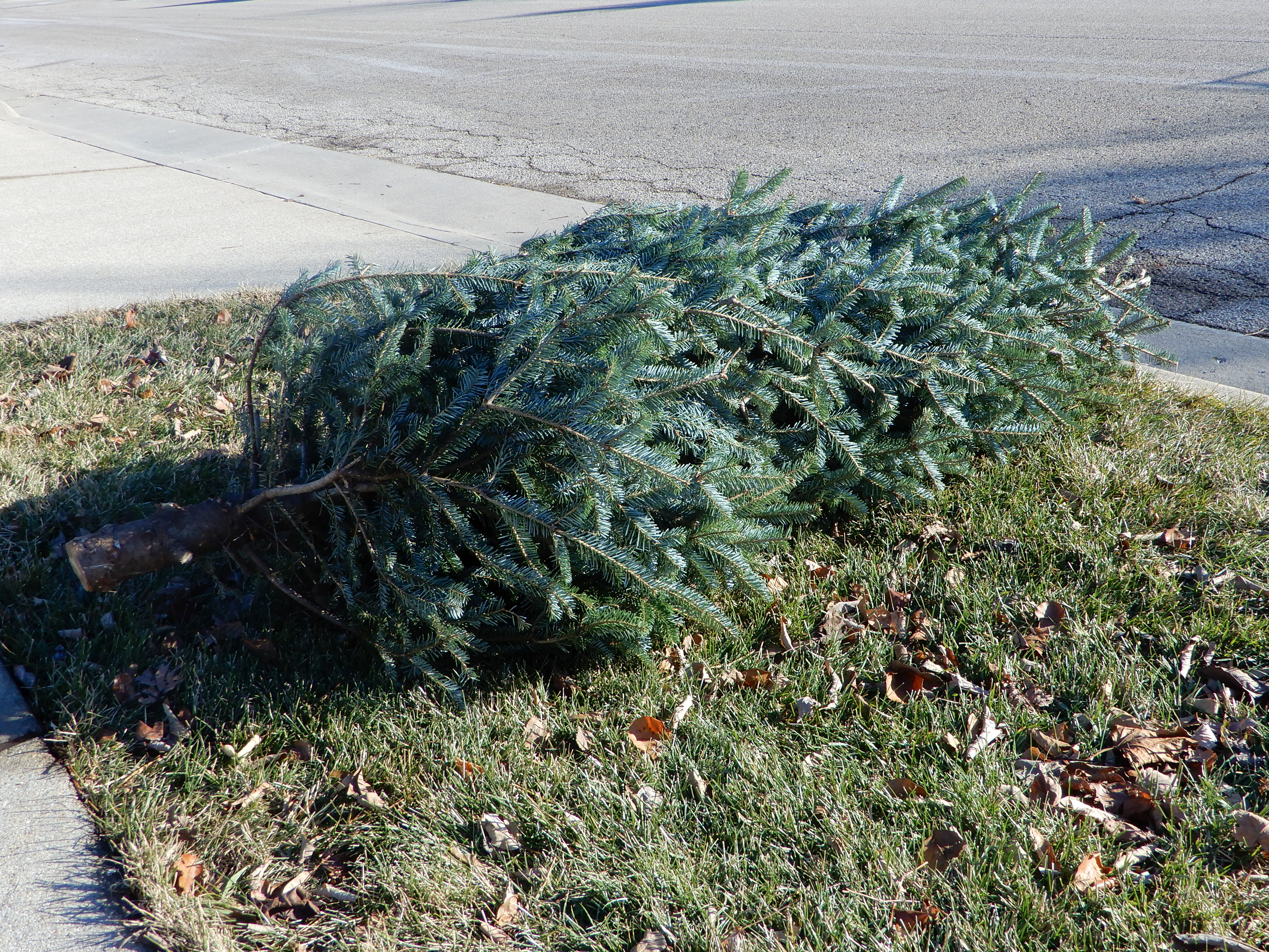 christmas tree near curb ready for disposal